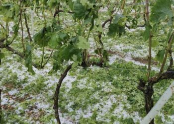 Το χαλάζι κατέστρεψε τους αμπελώνες της Ζίτσας