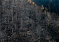 Πρώτη αποτίμηση και  προτάσεις από WWF Ελλάς και MedINA για την πυρκαγιά στην Τραπεζίτσα