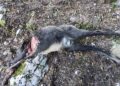 Σκότωσαν και αποκεφάλισαν αγριόγιδο στο Μιτσικέλι